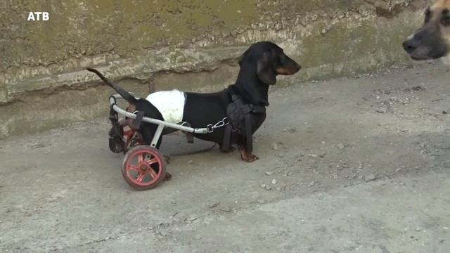 Так держать! Зооволонтёры Партенита смотреть онлайн