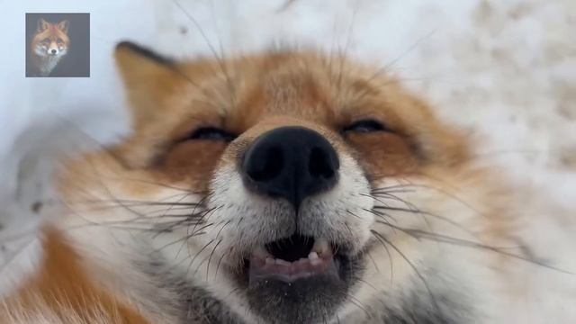 Алиса Лиса-Alice the Fox (Скрипит Без Слов) смотреть онлайн