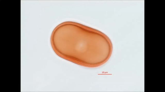 Acanthaceae Justicia breviflora Equatorial live video смотреть онлайн