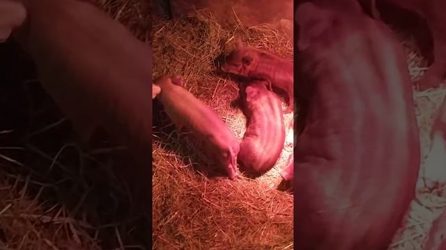 Большие мамки//волнение//плохо когда слетел бордюрчик смотреть онлайн