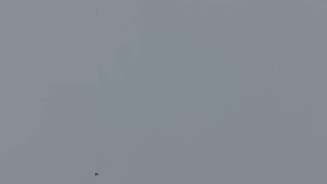 Бакинские голуби в небе #бакинскиеголуби #бойныеголуби #bakigoyercinleri #pigeons #tauben смотреть онлайн