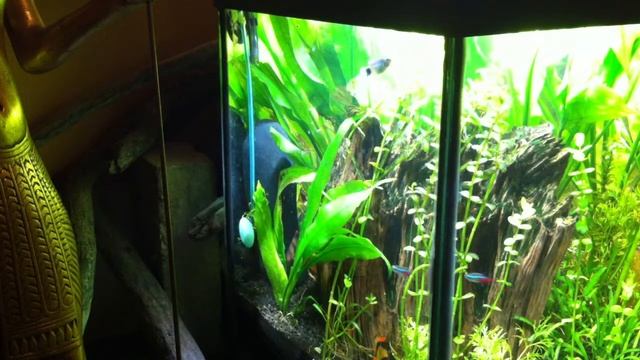 Aquariums, CO2 смотреть онлайн