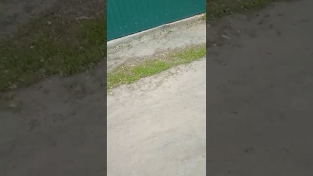 Лекция про змей. смотреть онлайн