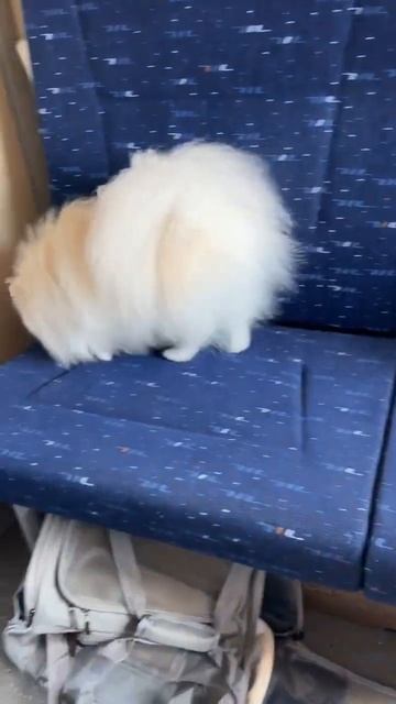 Вот прошла наша первая 10 часовая поездка на поезде. Очень переживали. Но с соседями повезло 🥰 смотреть онлайн