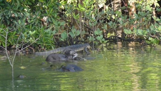 Singapore Pasir Ris otters 17-Jan-19 Pt II смотреть онлайн