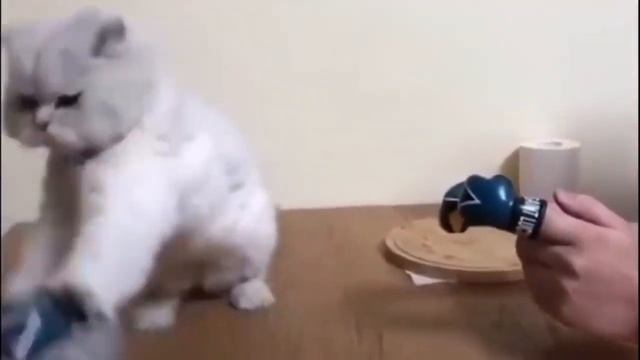 Кот боксер смотреть онлайн