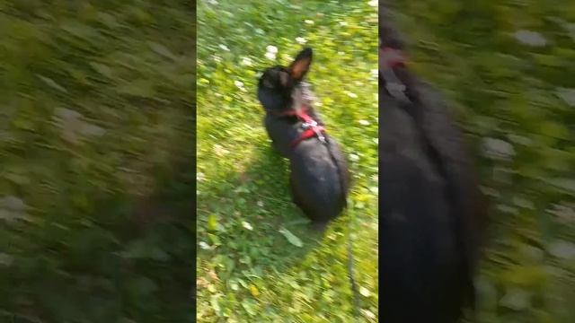 Прогулка кролика Пончика смотреть онлайн