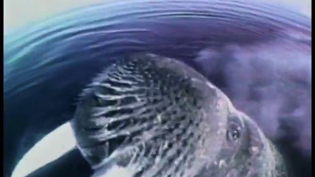 THE WALRUS 8 [1984] смотреть онлайн