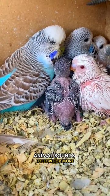 🐾 Animal sounds смотреть онлайн