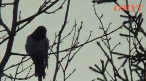 224. СОРОКУ ШТЫРИТ...