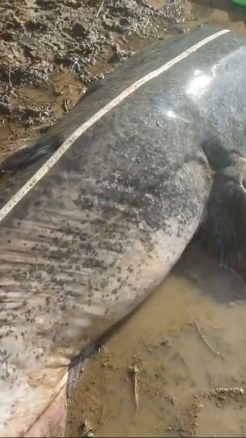 Record 2k22 🎣💙 - lesiluriste смотреть онлайн