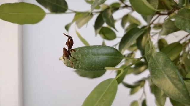 Modliszka dla początkujących Phyllocrania Paradoxa MODLISZKA LIŚCIOGŁOWA + Feeding |#Edukarrium смотреть онлайн