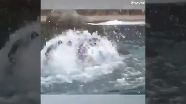 Слон гоняется за уткой смотреть онлайн