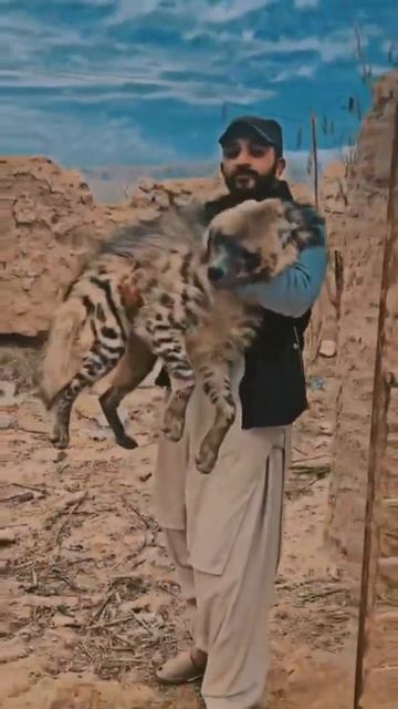 hyena смотреть онлайн