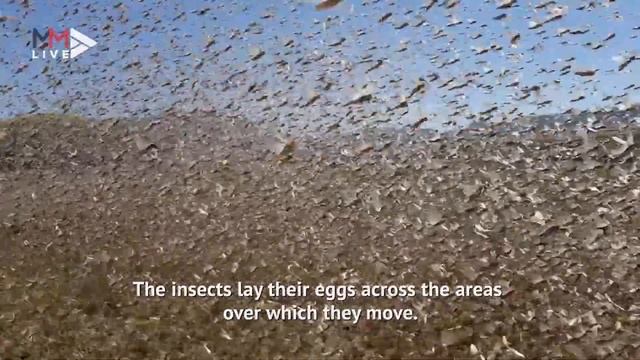 Locusts swarm feasts on SA’s drought-stricken provinces смотреть онлайн