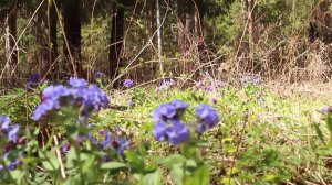 7 минут релакса. Пение птиц. Весна. Природа.