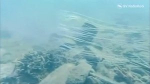 Австралийская морская оса ￼