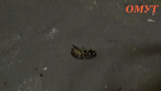 331. ЗНАКИ КАК ВСЕГДА ЗНАКИ... смотреть онлайн