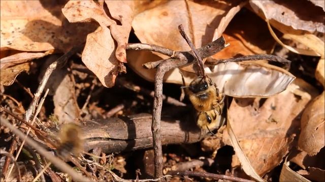 Colletes cunicularius - Grote zijdebij - Spring colletes смотреть онлайн