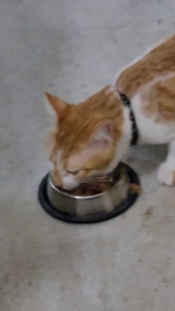 1137- Kittu & his favorite food #sheba #thoughtsforliving #shorts #catshorts #kittu #catfood смотреть онлайн