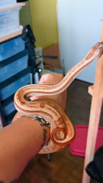 Boa Constrictor Male 2 Hypo Motley 66% Het Sterling Possible Het VPI #shorts смотреть онлайн