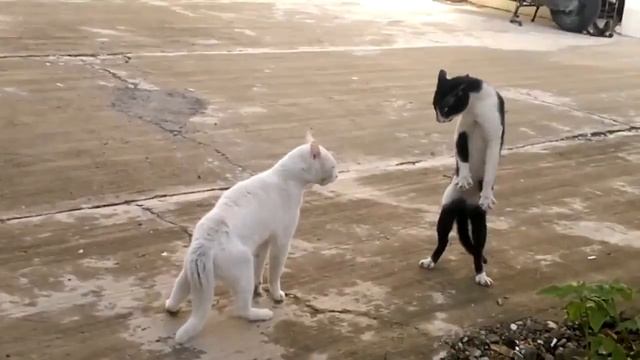 Кот кобра смотреть онлайн