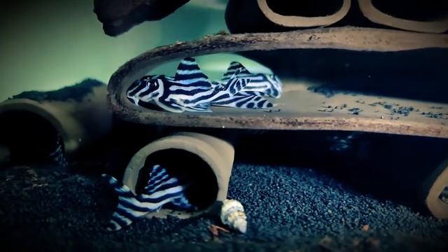 L046 hypancistrus zebra in grow out tank смотреть онлайн