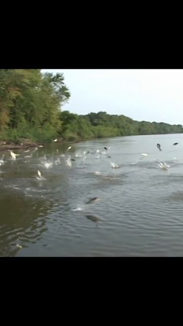 CARP DANGER смотреть онлайн