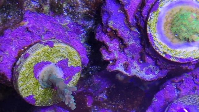 45 Month Reef Update: Cat meets tang!!! смотреть онлайн