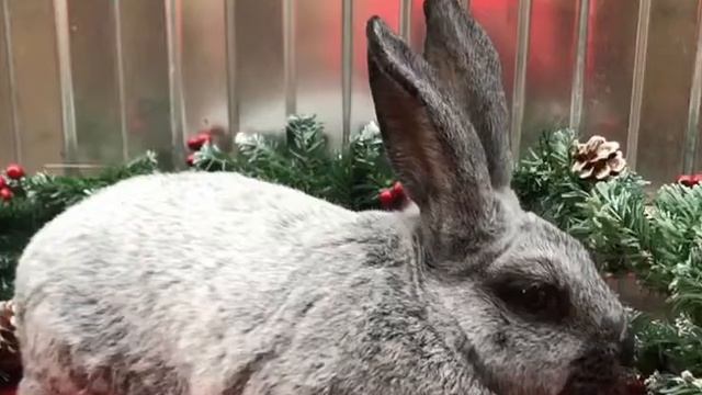 Самая мясная порода кролей смотреть онлайн