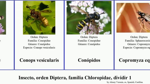 Insecto, orden Diptera, familia Chloropidae, dividir 1 bibio minima stimulator marci nigra parva смотреть онлайн
