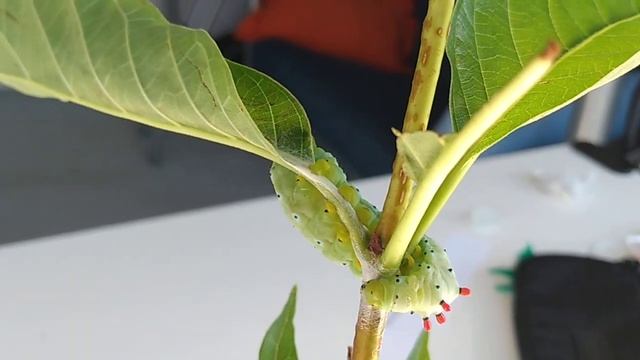Promethea Caterpillar Secures Petiole to Stem. смотреть онлайн