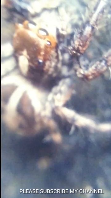 Can you tell me how many eyes this spider has ?? accept challange and comment below 🕸️🕷️ смотреть онлайн