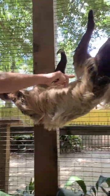 Baby Sloth! #shorts смотреть онлайн