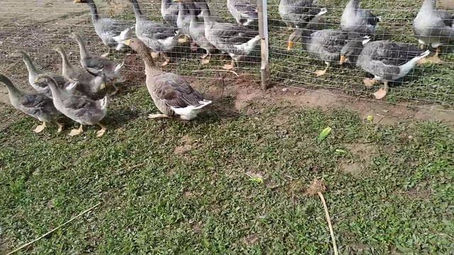 2023 8 7 Гусятам 1,5 месяца смотреть онлайн