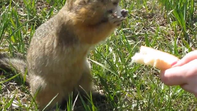 очередной обжора смотреть онлайн