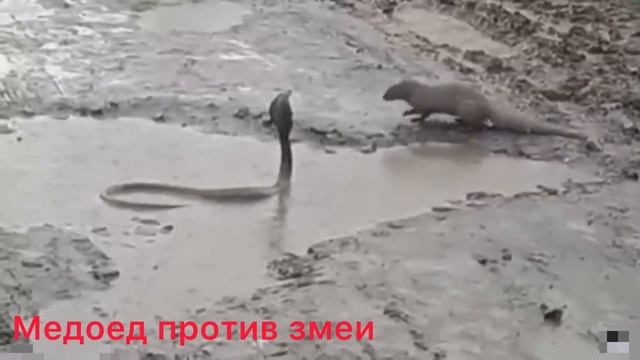 Сражения животных. Часть 2. смотреть онлайн