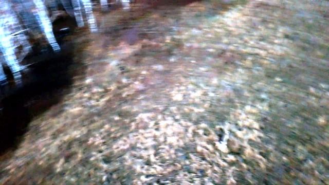 Косуля. смотреть онлайн