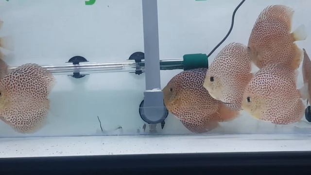 spotted face eruption and spotted face ring eruption discus fish смотреть онлайн