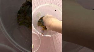 Кормление Божьих коровок￼￼💜🐞