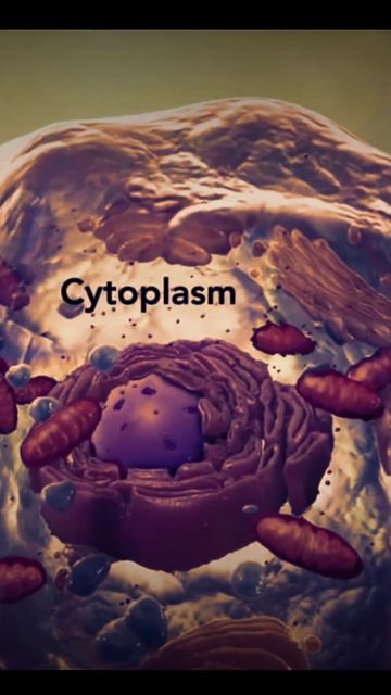 cytoszkielet #shorts смотреть онлайн