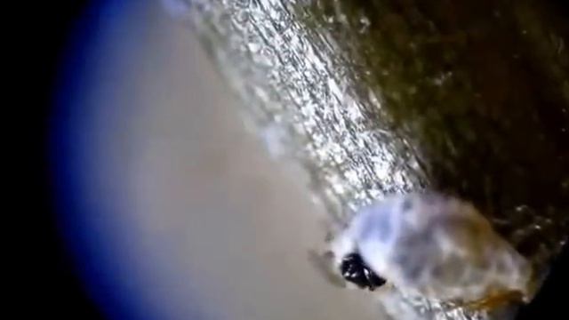 Parasioid Aphelinus mali and Woolly Apple Aphid (Eriosoma lanigerum) смотреть онлайн