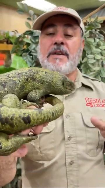 Check out this Monkey Tail Skink! 😱 смотреть онлайн