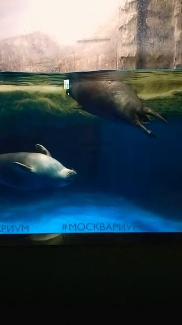 Морские котики в Москвариуме смотреть онлайн