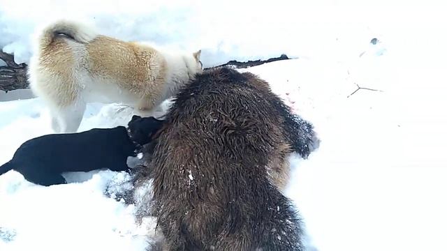 Закрытие лицензии и сезона 2019 на кабана. Осенний подарок добыт. смотреть онлайн