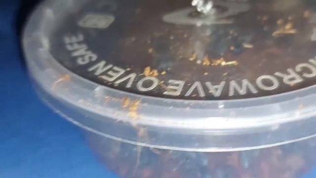 Polyrachis cyaniventris (Philippines) 06.12.2021 смотреть онлайн