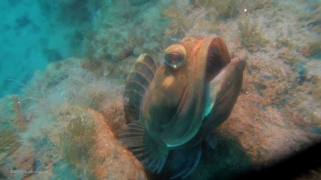 Fringe Attack смотреть онлайн