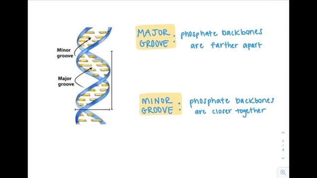 Watson & Crick Structure of DNA - GN 311 Exam Video 3-1A смотреть онлайн