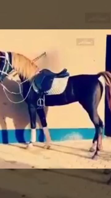أجمل و اروع خيل عربي اصيل راح تشوفه سبحان الله #خيل_اصيل🐎#اشترك_فعل_الجرس 🔔👍 смотреть онлайн