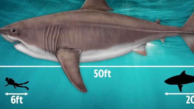 Facts about megalodon (gladiator by Zayde wolf) I take no credit for this songs all his смотреть онлайн